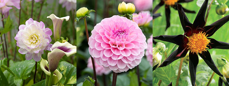 Dekorativdahlia, bolldahlia och stjärnblommig dahlia